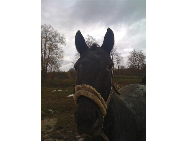 {{currentPhoto.altText}} billede {{currentPhoto.number}}