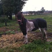 Islænder Hrina Fra Vedersø