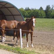 Anden særlig race Cassiopeia