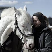 Knabstrupper Gelsådalens Zorro