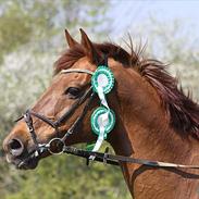 Dansk Varmblod Corbiere