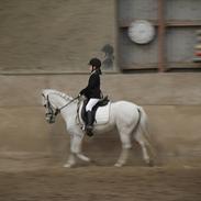 Anden særlig race Anton