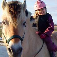 Fjordhest Thor *Solgt* 