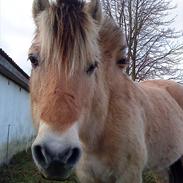 Fjordhest Thor *Solgt* 