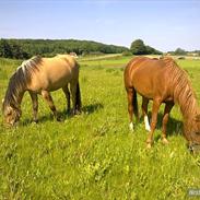 Palomino Enggaardens la tika