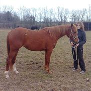 Palomino Enggaardens la tika