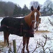 Palomino Enggaardens la tika