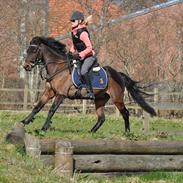 Welsh Pony af Cob-type (sec C) Bonzai