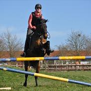 Welsh Pony af Cob-type (sec C) Bonzai