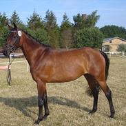 Dansk Varmblod Ellegaards Atea