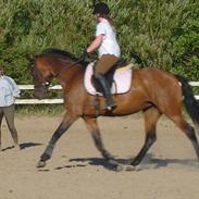 Dansk Varmblod Ellegaards Atea