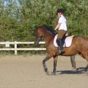 Dansk Varmblod Ellegaards Atea