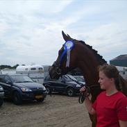 Dansk Varmblod Ellegaards Atea