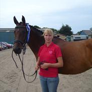 Dansk Varmblod Ellegaards Atea