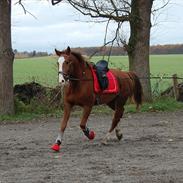 Hollandsk Varmblod Alarda solgt