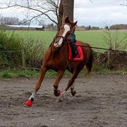 Hollandsk Varmblod Alarda solgt