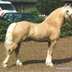 Welsh Pony af Cob-type (sec C) rytterbjergets imperial
