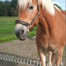 Tyroler Haflinger Wilox 