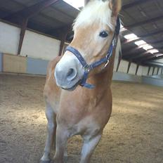 Tyroler Haflinger Wilox 