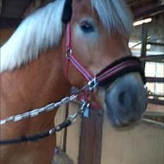 Tyroler Haflinger Wilox 