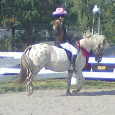 Knabstrupper amigo `solgt´