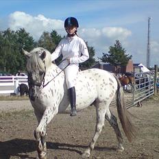 Knabstrupper amigo `solgt´