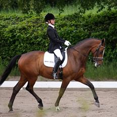 Dansk Varmblod May Candeloro