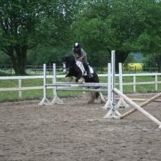 Irish Cob Dipsy