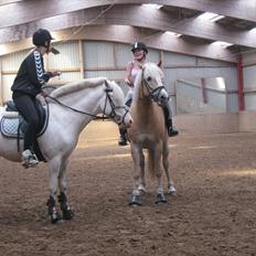 Hollandsk Sportspony Snobby