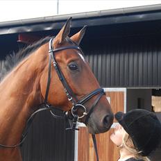 Trakehner Ozzy Cooper