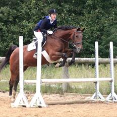 Dansk Varmblod Mariesminde's Tipula