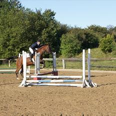 Dansk Varmblod Mariesminde's Tipula