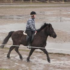 Islænder Djásni frá Fagranesi 