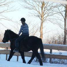 Islænder Djásni frá Fagranesi 