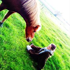 Islænder Herodes <3