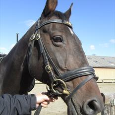 Dansk Varmblod Candy 