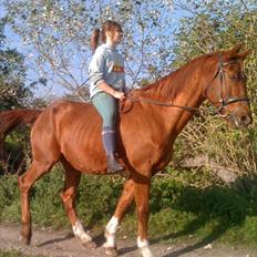 Dansk Varmblod Stronke (Aflivet :'(  )