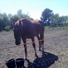 Dansk Varmblod Stronke (Aflivet :'(  )