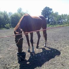 Dansk Varmblod Stronke (Aflivet :'(  )