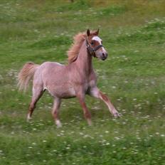 Welsh Mountain (sec A) Troldalfens Lord Aries