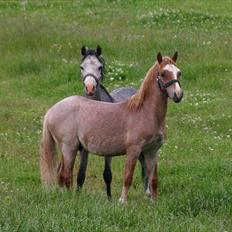 Welsh Mountain (sec A) Troldalfens Lord Aries