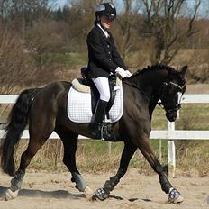 Welsh Pony af Cob-type (sec C) Hestemøllegårds Batman