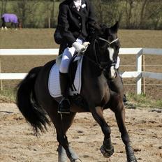 Welsh Pony af Cob-type (sec C) Hestemøllegårds Batman