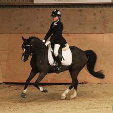 Welsh Pony af Cob-type (sec C) Hestemøllegårds Batman