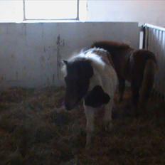 Anden særlig race Shy Boy Remix *SOLGT*