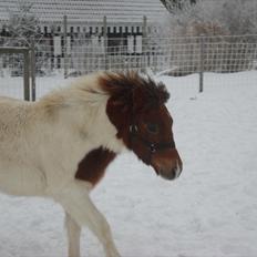 Anden særlig race Shy Boy Remix *SOLGT*