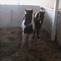 Anden særlig race Shy Boy Remix *SOLGT*