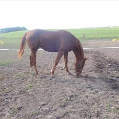 Anden særlig race princess