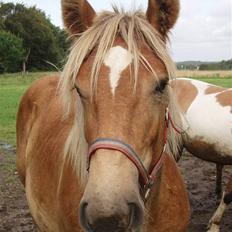 Jyde Bastian R.I.P nov 2009