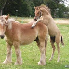 Jyde Bastian R.I.P nov 2009